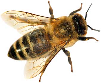 Bee Control Visalia CA
