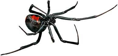 Black Widow Spider Control Visalia CA