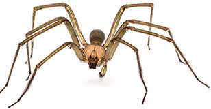 Brown Recluse Spider