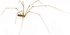 Daddy Long Legs Spider Control Visalia CA