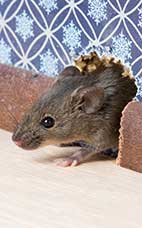Mice in Home Wall in Visalia CA
