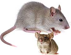 Mouse and Rat Control Visalia CA