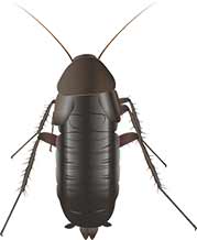 Oriental Cockroach