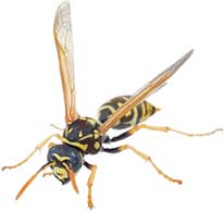 Visalia CA Wasp Control