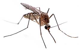Visalia Mosquito Control